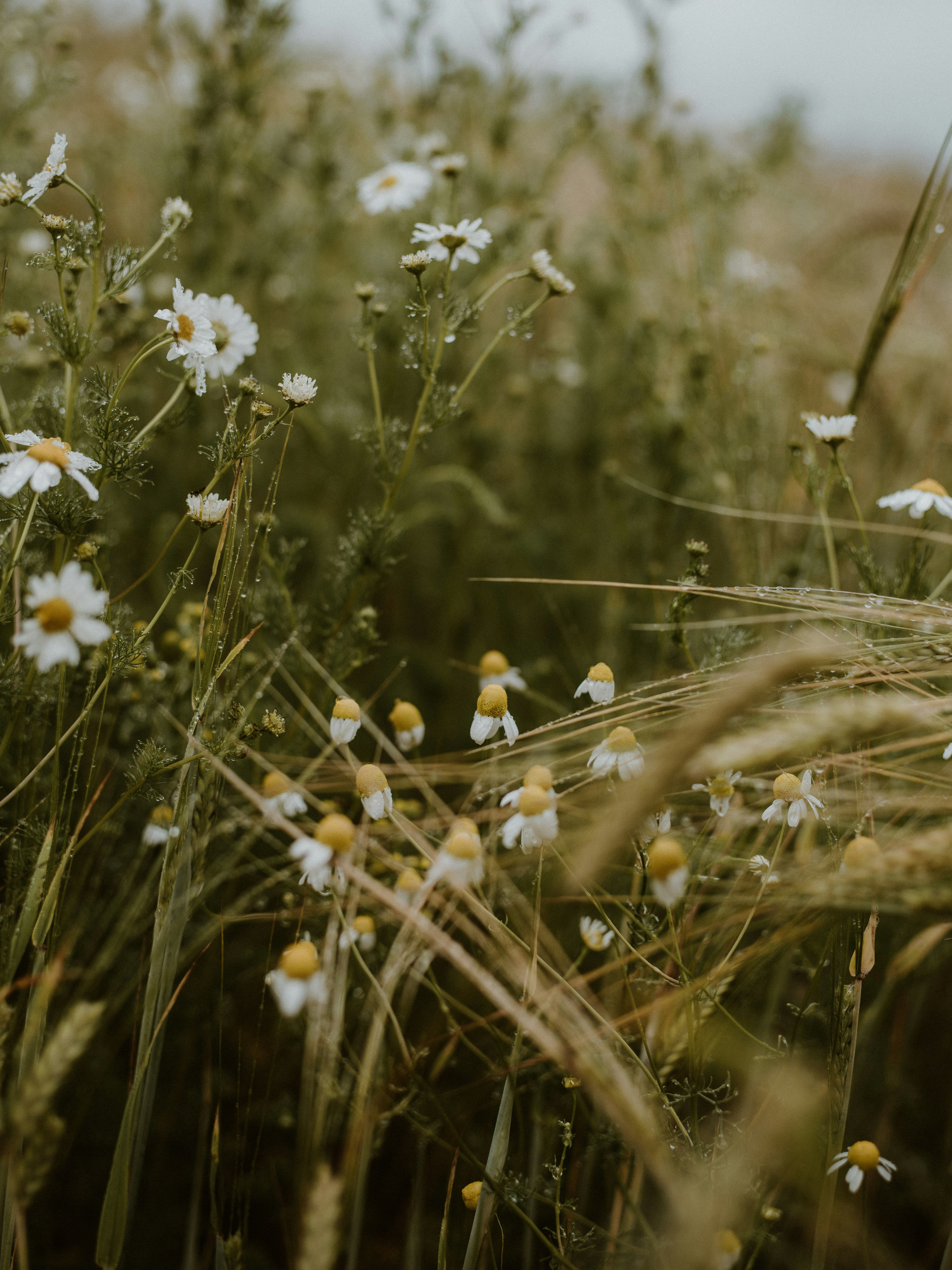 white daisy flowers in bloom during daytime